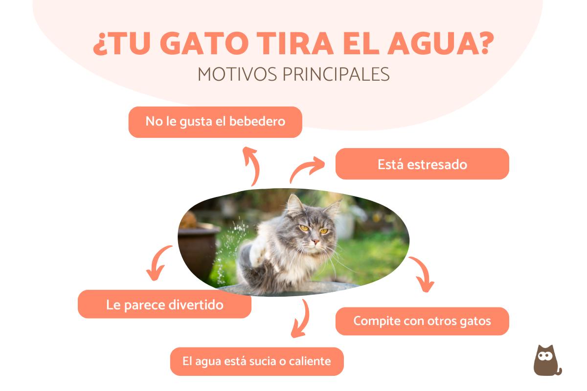 ¿Por qué mi gato tira el agua del bebedero?