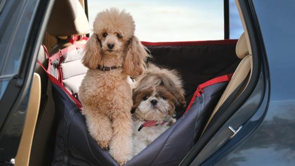 La guía de los veterinarios para viajar con tu perro en coche este verano: “Paradas cada dos horas, nada de comida y una buena climatización” - Si tu perro se pone nervioso durante el viaje, lo mejor es hacer una parada
