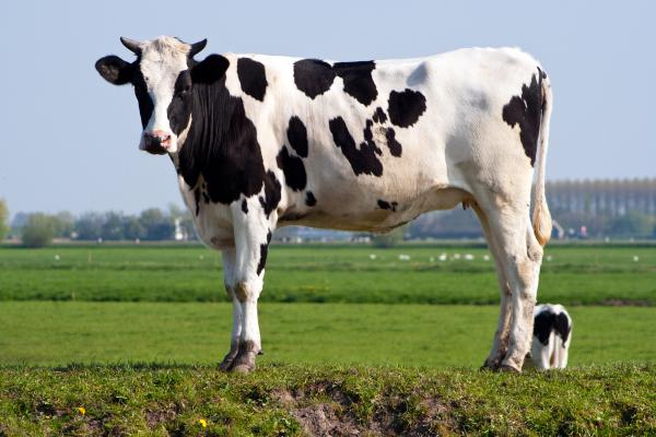 Animales que empiezan por V - 1. Vaca