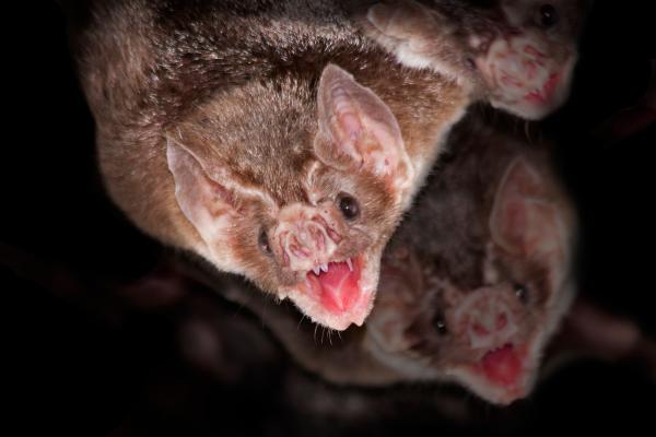 Animales que empiezan por V - 3. Vampiro común