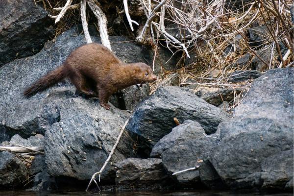 Animales que empiezan por V - 4. Visón americano