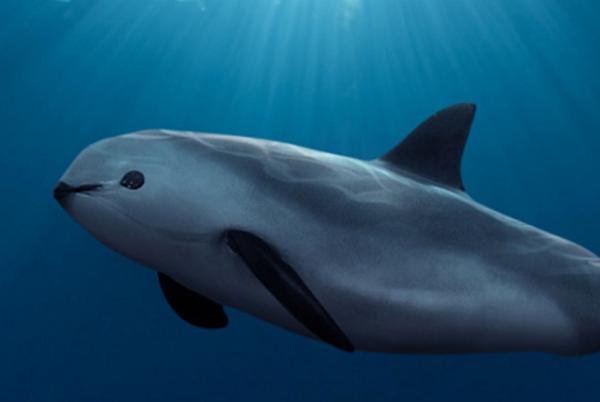 Animales que empiezan por V - 5. Vaquita marina