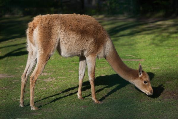 Animales que empiezan por V - 6. Vicuña
