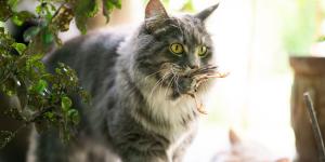 Aves, mamíferos y reptiles: un estudio alerta del impacto de los gatos sobre la fauna silvestre