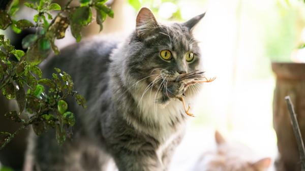 Aves, mamíferos y reptiles: un estudio alerta del impacto de los gatos sobre la fauna silvestre