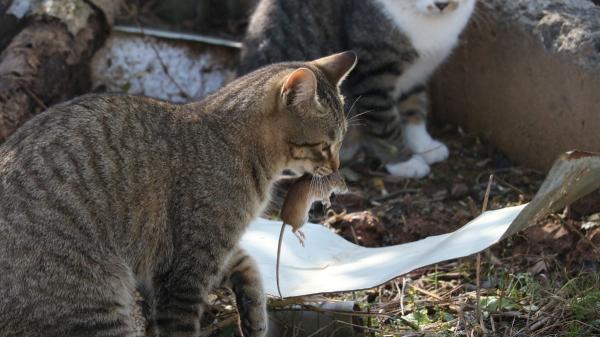 Aves, mamíferos y reptiles: un estudio alerta del impacto de los gatos sobre la fauna silvestre - Los gatos no solo cazan aves y ratones: su dieta incluye más de 2.000 especies