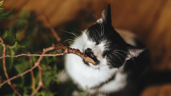 Manuel Manzano, veterinario: “El matatabi es una opción mucho más eficaz para tu gato que la hierba gatera” - El motivo por el que el matatabi hace efecto en más gatos que la hierba gatera