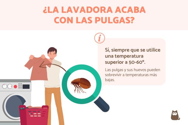 ¿Las pulgas mueren en la lavadora?