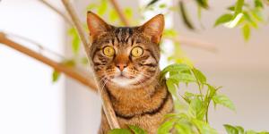 Manuel Manzano, veterinario: “El matatabi es una opción mucho más eficaz para tu gato que la hierba gatera”
