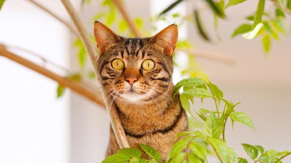 Manuel Manzano, veterinario: “El matatabi es una opción mucho más eficaz para tu gato que la hierba gatera”