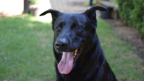 Encontraron a un perro perdido y se encariñaron con él durante tres semanas, pero tuvieron que devolvérselo a su dueño: siete días después, les pidió que se quedaran con él