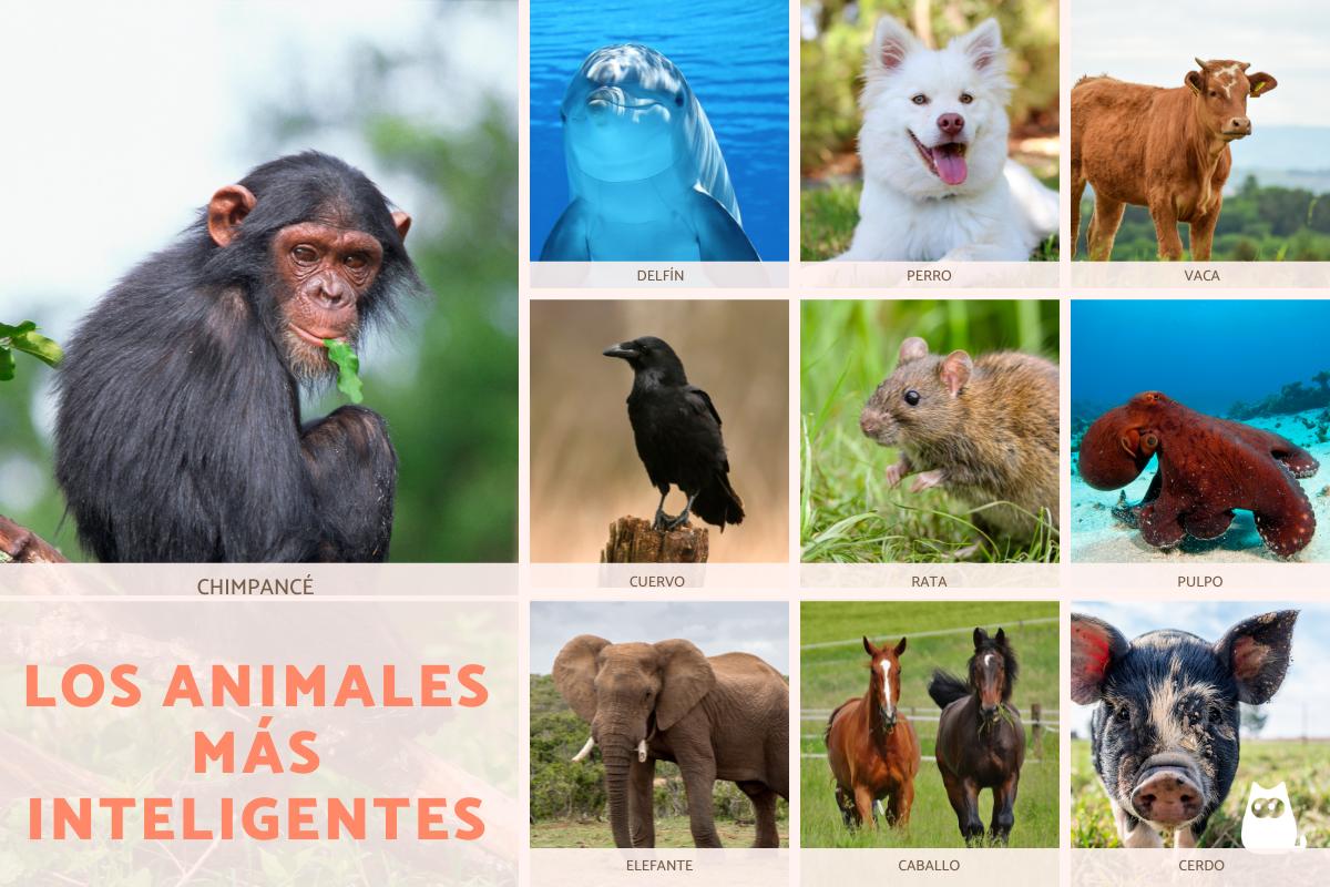 Los animales más inteligentes del mundo