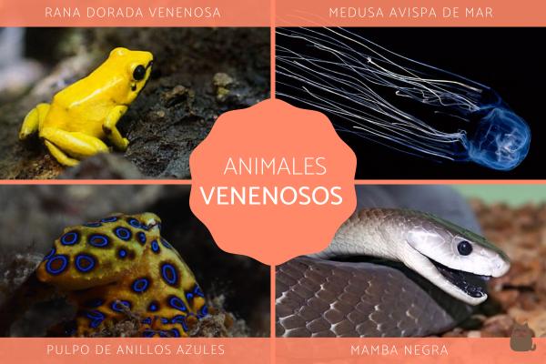 Los animales más venenosos del mundo