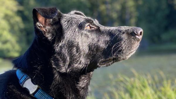 Encontraron a un perro perdido y se encariñaron con él durante tres semanas, pero tuvieron que devolvérselo a su dueño: siete días después, les pidió que se quedaran con él - Siete días después de la despedida, el propietario de Jet tomó una decisión inesperada