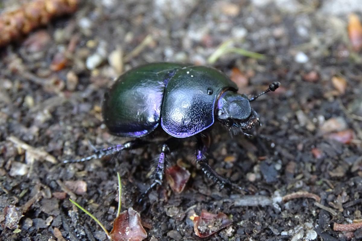 ¿Cuántas patas tiene un escarabajo?