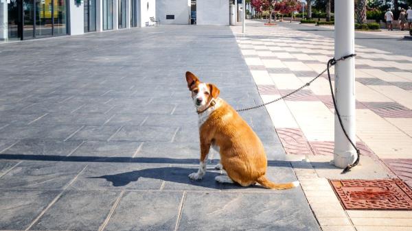 Ya está en vigor: la Ley de Bienestar Animal prohíbe utilizar cualquier artilugio, mecanismo o utensilio que limite la movilidad de perros y gatos, salvo en un caso - Dejar al perro atado en la puerta de un establecimiento también está prohibido