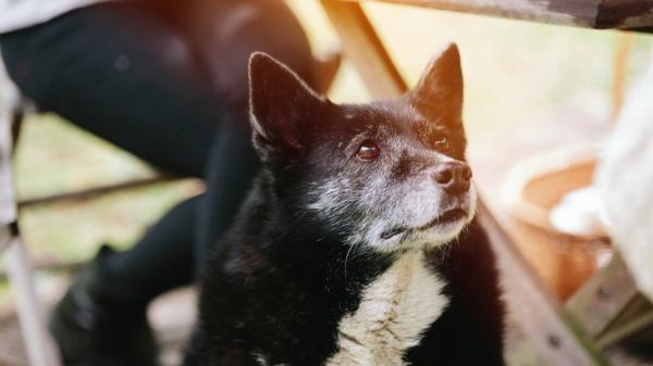 ¿Viven más los perros no castrados? La ciencia analiza el papel de las hormonas en la vejez - La relación entre hormonas sexuales y una vejez más sana en perros, según la ciencia