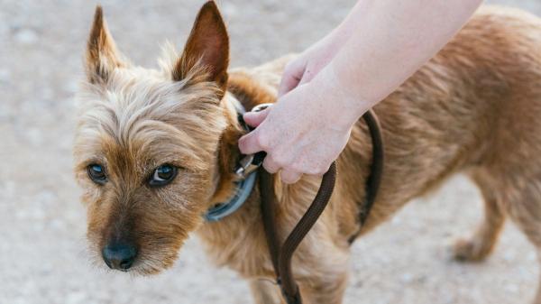 Ya está en vigor: la Ley de Bienestar Animal prohíbe utilizar cualquier artilugio, mecanismo o utensilio que limite la movilidad de perros y gatos, salvo en un caso - Ningún animal puede permanecer atado en un punto fijo salvo por prescripción veterinaria