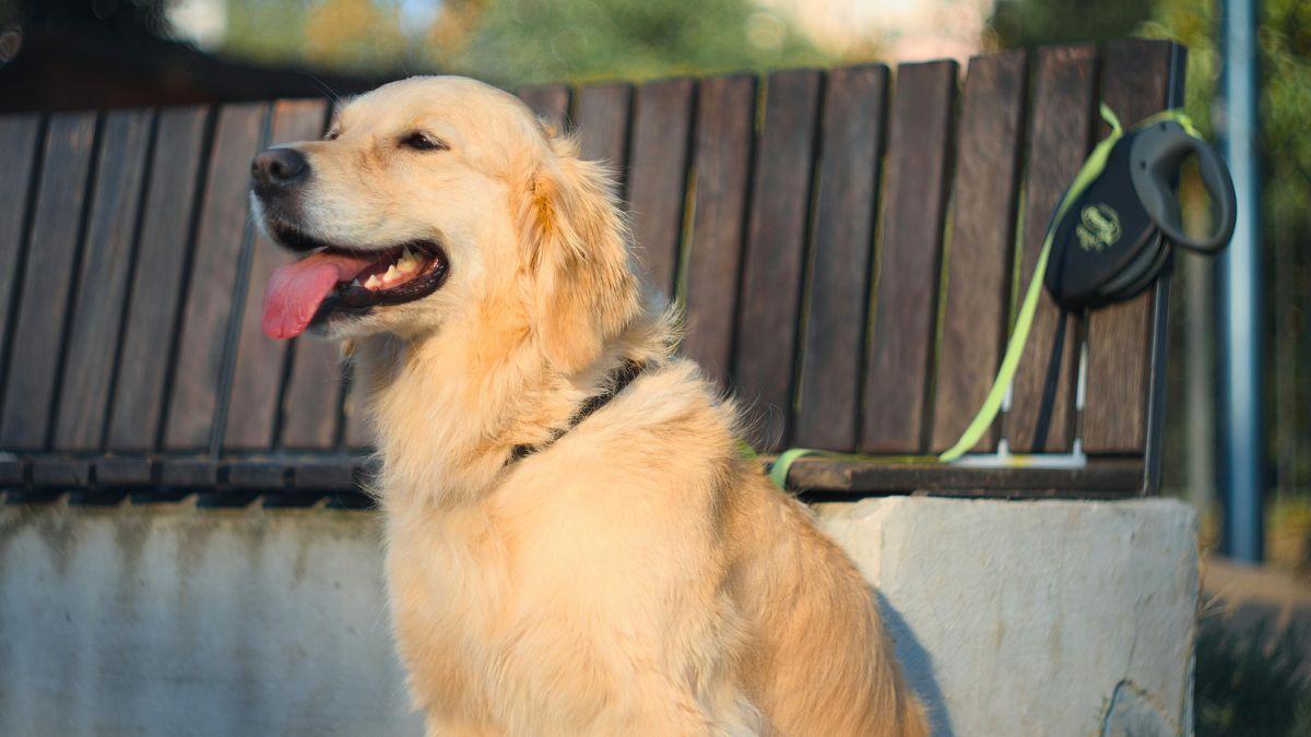 Ya está en vigor: la Ley de Bienestar Animal prohíbe utilizar cualquier artilugio, mecanismo o utensilio que limite la movilidad de perros y gatos, salvo en un caso