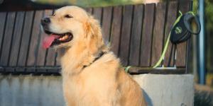 Ya está en vigor: la Ley de Bienestar Animal prohíbe utilizar cualquier artilugio, mecanismo o utensilio que limite la movilidad de perros y gatos, salvo en un caso