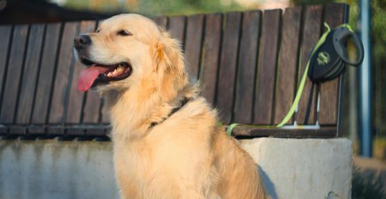 Ya está en vigor: la Ley de Bienestar Animal prohíbe utilizar cualquier artilugio, mecanismo o utensilio que limite la movilidad de perros y gatos, salvo en un caso