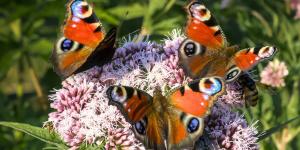 Estas son las mariposas más sorprendentes y coloridas que puedes ver en España