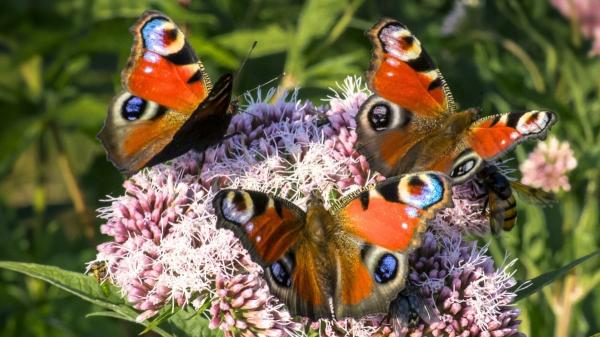 Estas son las mariposas más sorprendentes y coloridas que puedes ver en España
