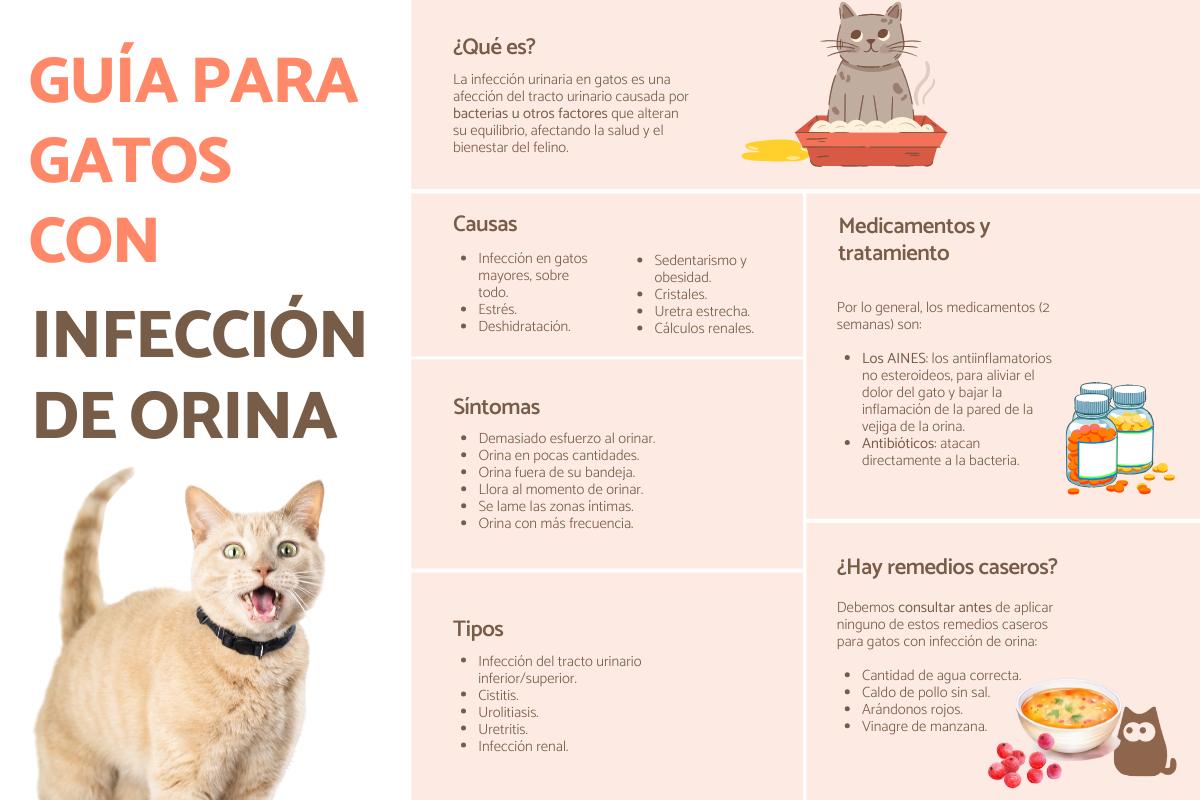 Infección de orina en gatos: síntomas, tratamiento y prevención