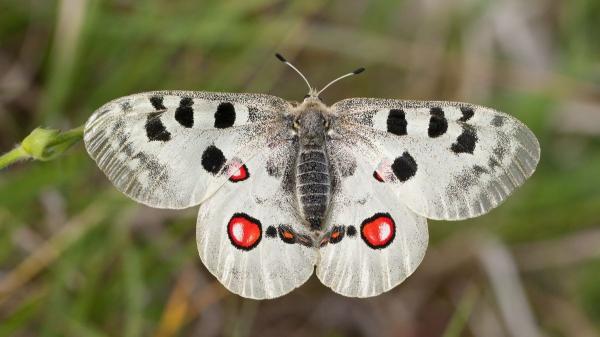 Estas son las mariposas más sorprendentes y coloridas que puedes ver en España - Mariposa Apolo