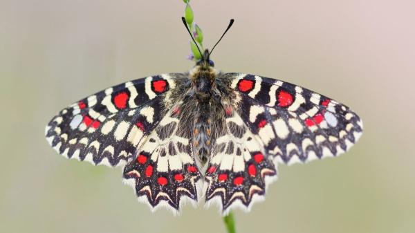 Estas son las mariposas más sorprendentes y coloridas que puedes ver en España - Mariposa arlequín