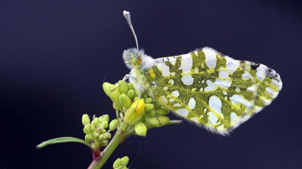 Estas son las mariposas más sorprendentes y coloridas que puedes ver en España - Mariposa blanca verdirrayada