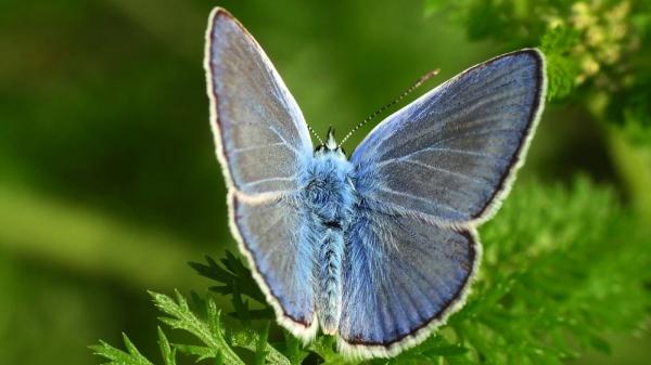 Estas son las mariposas más sorprendentes y coloridas que puedes ver en España - Mariposa Ícaro