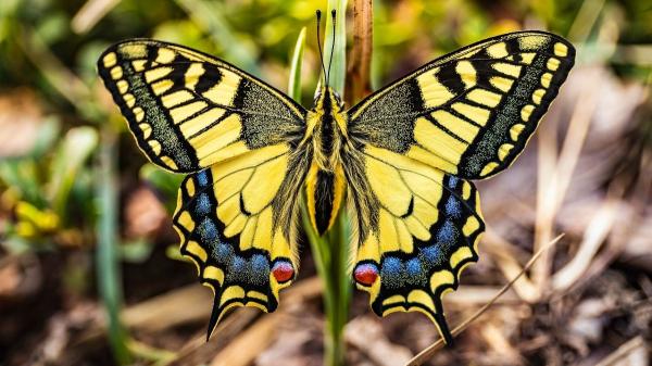 Estas son las mariposas más sorprendentes y coloridas que puedes ver en España - Mariposa macaón