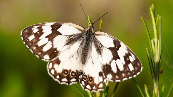 Estas son las mariposas más sorprendentes y coloridas que puedes ver en España - Mariposa medioluto ibérica