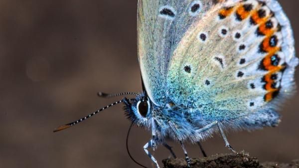 Estas son las mariposas más sorprendentes y coloridas que puedes ver en España - Mariposa niña de Sierra Nevada