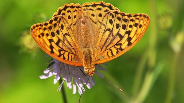 Estas son las mariposas más sorprendentes y coloridas que puedes ver en España - Mariposa pandora
