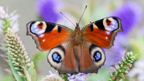 Estas son las mariposas más sorprendentes y coloridas que puedes ver en España - Mariposa pavo real