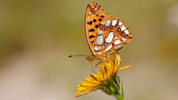 Estas son las mariposas más sorprendentes y coloridas que puedes ver en España - Mariposa Sofía