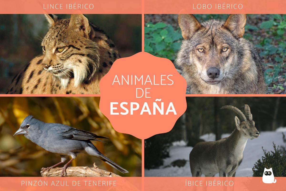 Animales de España