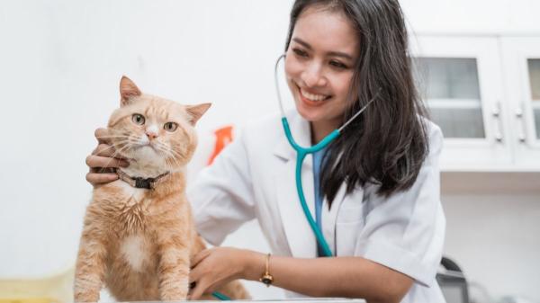 Veterinarios “low cost”: el modelo que revoluciona Reino Unido y podría cambiar el cuidado de mascotas en España - El modelo de los veterinarios “low cost”