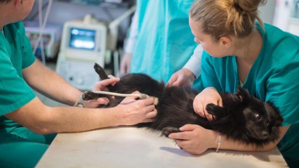 Veterinarios “low cost”: el modelo que revoluciona Reino Unido y podría cambiar el cuidado de mascotas en España - Un cambio estructural en el sector de la veterinaria