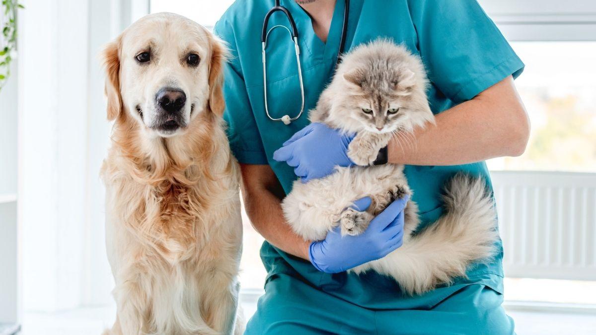 Veterinarios “low cost”: el modelo que revoluciona Reino Unido y podría cambiar el cuidado de mascotas en España