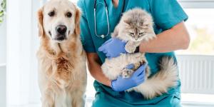 Veterinarios “low cost”: el modelo que revoluciona Reino Unido y podría cambiar el cuidado de mascotas en España