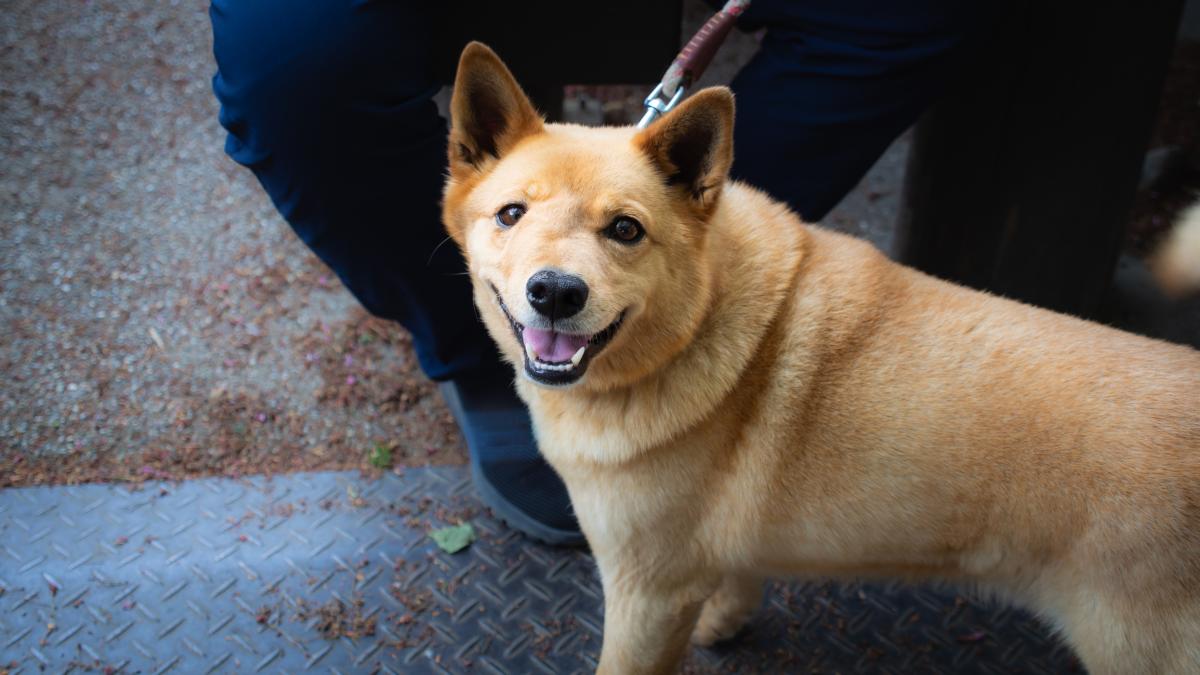 Flemón en perros - Tratamiento y causas
