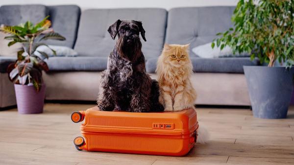 Ya es oficial: los perros y gatos no pueden viajar por la UE sin su tutor, salvo en un caso concreto - La UE permite viajar con hasta cinco animales por cuidador, con excepciones
