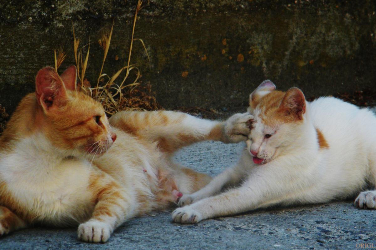 Mis gatos se pelean y antes no: causas y qué hacer