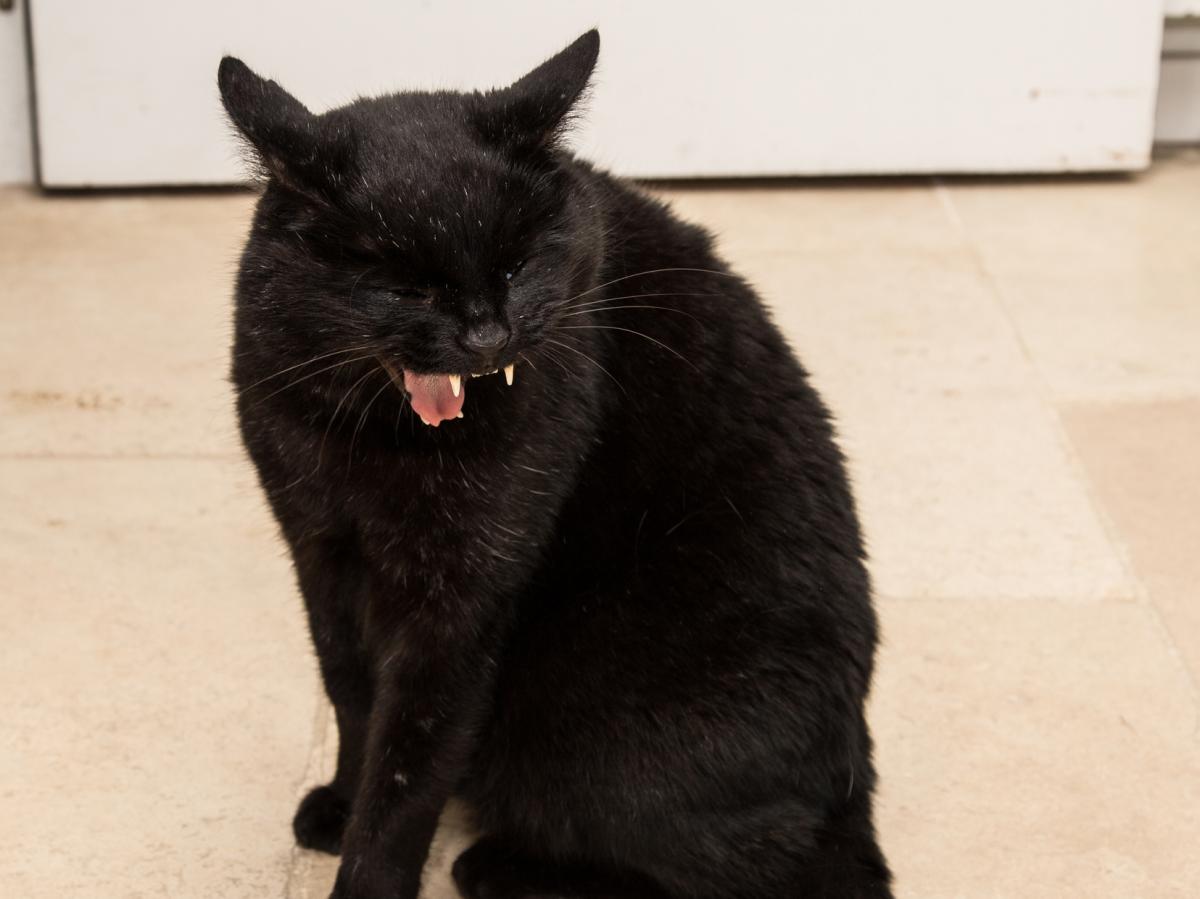 Tos en gatos - Síntomas, causas y tratamiento