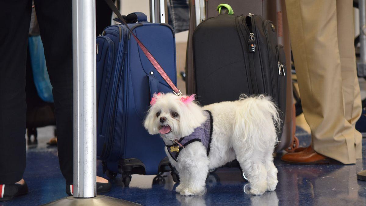 Ya es oficial: los perros y gatos no pueden viajar por la UE sin su tutor, salvo en un caso concreto