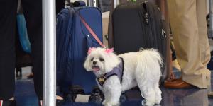 Ya es oficial: los perros y gatos no pueden viajar por la UE sin su tutor, salvo en un caso concreto