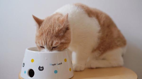 Por qué los gatos ignoran su bebedero y prefieren el agua del grifo: la explicación científica (y cuándo alarmarse) - El peligro del agua estancada en gatos que muchos cuidadores ignoran